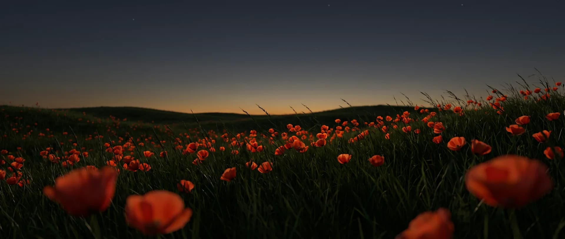 Eine Wiese mit rotem Mohn in der Dämmerung, dunkler Himmel.